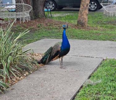 Homosassa Casa | Nature Coast Getaway #2 - Comfy 2 Bedroom