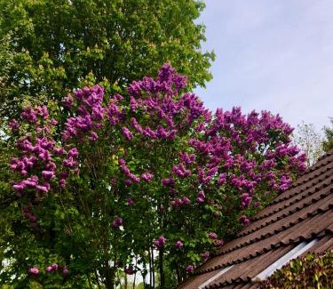 Schirum Apartamento | Naturparadies in Aurich
