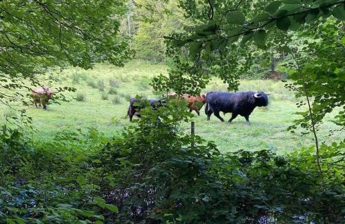 Ravnsbaek Apartamento | Naturskøn landidyl på Ibækgaarden - I egen bolig