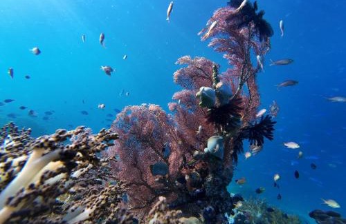 Raja Ampat Casa | Naviza Homestay raja ampat
