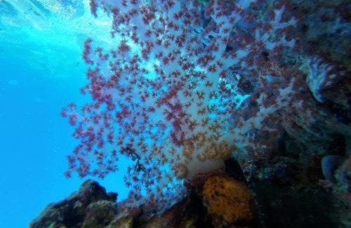 Raja Ampat Casa | Naviza Homestay raja ampat
