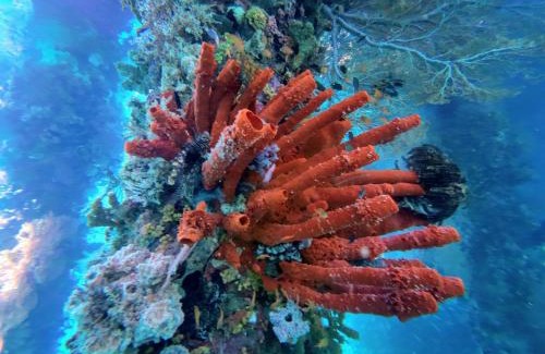 Raja Ampat Casa | Naviza Homestay raja ampat