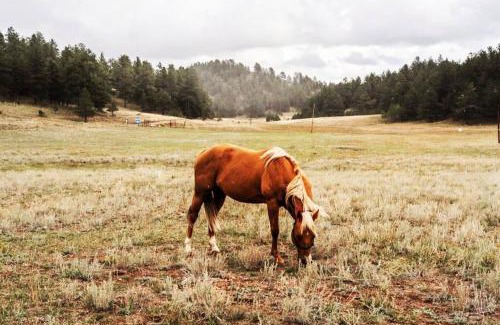 Lake George Chalet De Esquí | New! Charming cozy Cabin Colorado National Forest