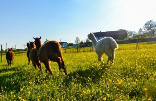 Haiming Apartamento | Niedergerner Alpaka Ranch