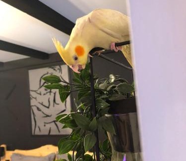 Hunedoara Apartamento | Night Lotus