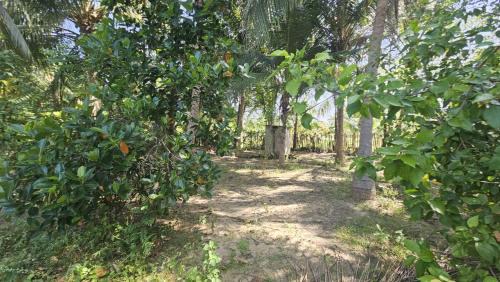 Kumpurupiddi Casa | Nilaveli house Stay