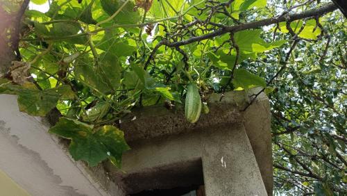 Dhanachuli Casa | Nirmal Ganga Homestay Dhanachuli Nainital