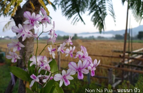 Pua Casa | NON NA PUA - นอนนา ปัว