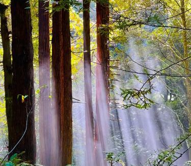 Fort Bragg Otro | Ocean Forest Bungalows- Deluxe Glamping- Outdoor Showers- Off Grid
