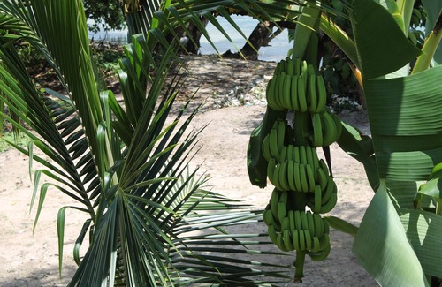 Orange Bay Casa | Ocean front 2 br Condo at Little Bay Country Club, Negril