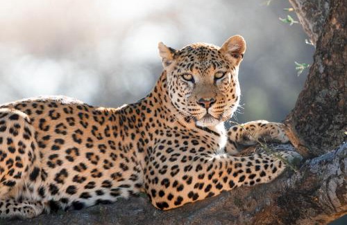 Otjozondjupa Region Cabina | Okonjima Plains Camp