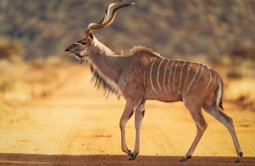 Otjozondjupa Region Cabina | Okonjima Plains Camp