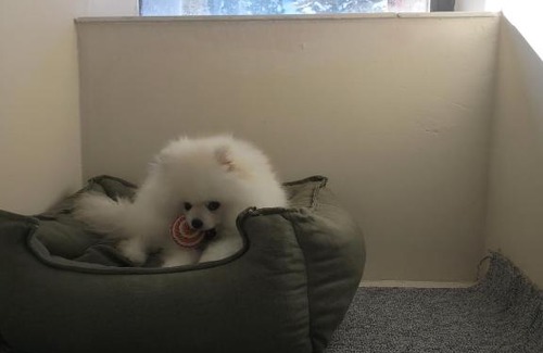 Osmangazi Casa | OKSIJEN ZONE PET HOTEL SPA Only Pet