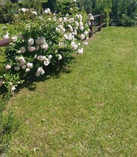 Cecina Apartamento | Oleandro Cottage with garden