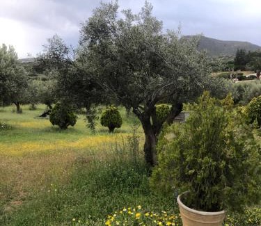 Metochi Casa | Olive Grove