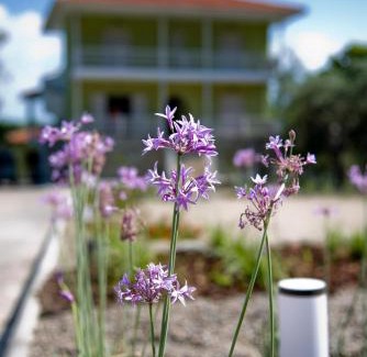 Vourvourou Apartamento | Olivegrove House