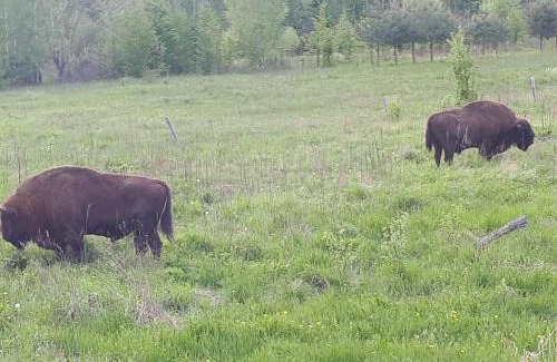 Bialowieza Casa | Olsik
