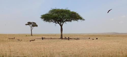 Maasai Mara Casa | Oltukai Maasai Mara