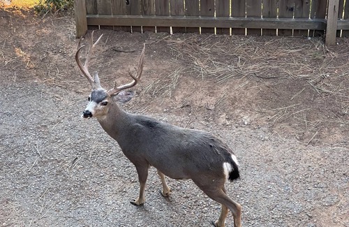 Placerville Cabina | Only 1 mile away from Jenkinson Lake, an hour away from South Lake Tahoe.