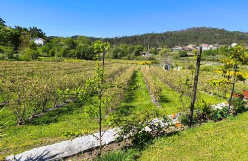 Castro Daire Complejo | ORberry