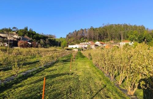 Castro Daire Complejo | ORberry