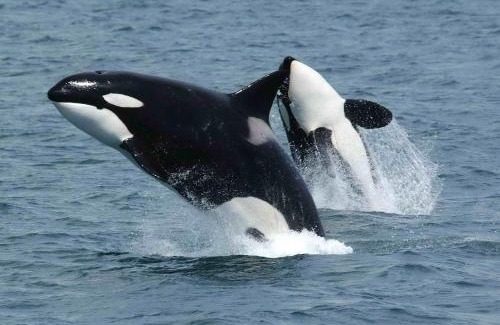 Bostad Apartamento | Orcas View Vestresand Lofoten