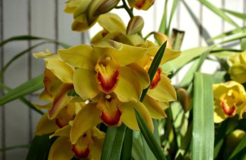 Braga Apartamento | Orchid House - T1 Apartment