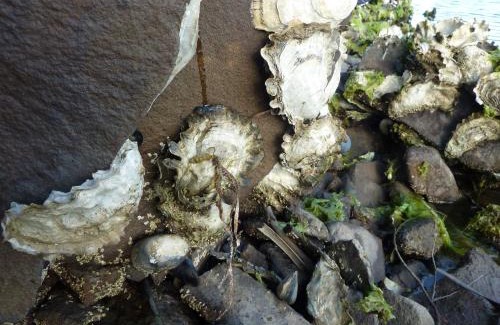 Hastings Cabina | Oyster Shack