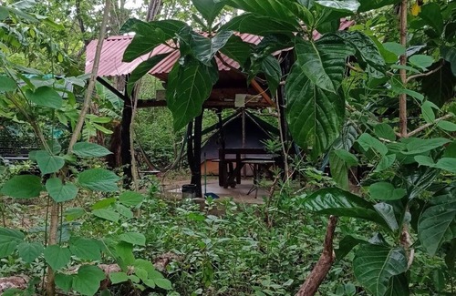 Tamarindo Cabina | Pacha Mama BIO