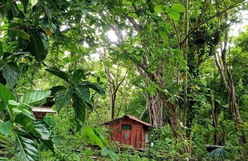 Tamarindo Cabina | Pacha Mama BIO