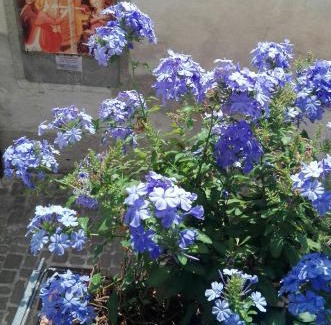 Sassoferrato Casa | Palazzetto Bentivoglio