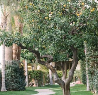 Downtown Palm Springs Hotel | Palm Mountain Resort & Spa