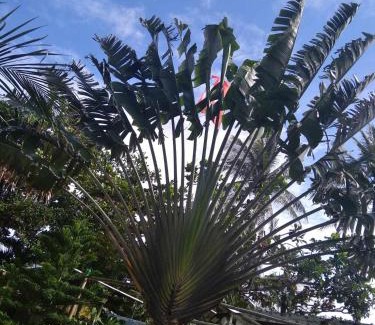 Patar Complejo | Patar Swiss garden resort