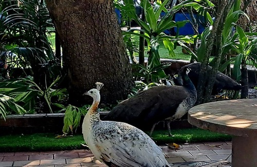 Fort Pierce Casa | Peacock Estate: botanical gardens, art galleries, 1min to downtown, 5 to beach