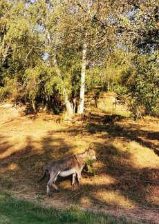 Schoenburg Apartamento | Pension Kroppental
