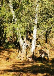 Schoenburg Apartamento | Pension Kroppental