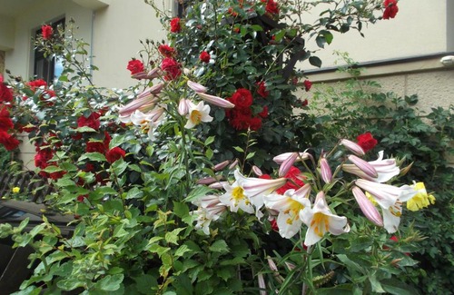 Plauen Casa | Pension Vogtländer