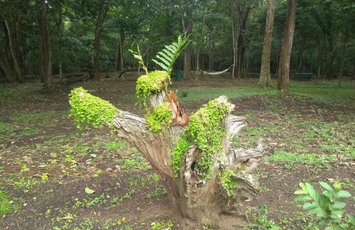 Thekkady Complejo | Periyar House