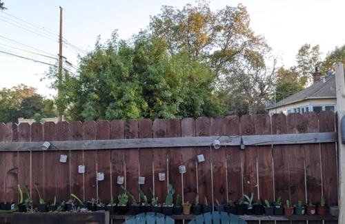 Southeastern Sacramento Apartamento | Pet-Friendly Garden Oasis