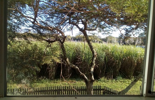 Kuttabul Apartamento | Open-plan living, ground level of two-storey house with sugar cane & rural views