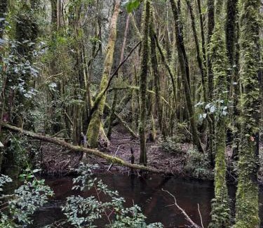 Valdivia Casa | Pichihuape Lodge