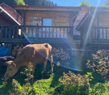 Ayder Yaylasi Chalet De Esquí | Pilita Bungalov&Rest