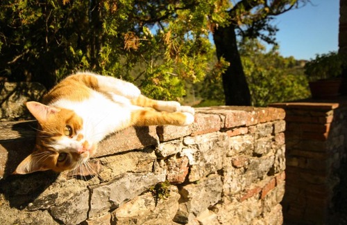 Gaiole in Chianti Casa | Podere Il Trebbio, porzione di villa