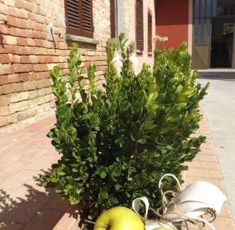 San Marzano Oliveto Casa | Poderi Sartoris