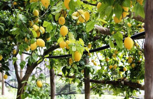 Pontone Casa | Poggio Angelarosa: Lemon Garden Stay&Relax