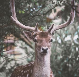 Polonezkoy Complejo | Polonezköy Country Club & Accommodation in the Wildlife Park!