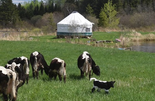 Powassan Cabina | Pondside Yurt Stay on a Heritage Farm with Trails, Sauna & Scenic Views