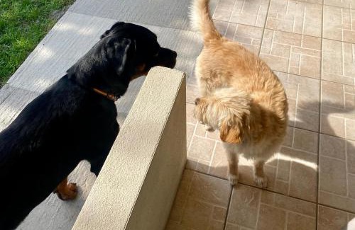 Thasos Town Casa | Port Rooms Pet Friendly