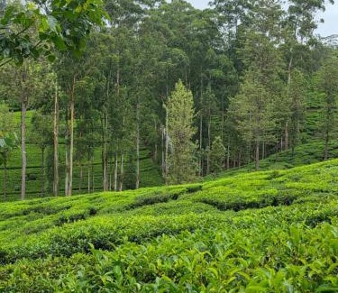 Nuwara Eliya Villa | Powysland Bungalow