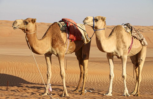 Bidiya Alquiler De RV | Private Desert Bedouin Tent
